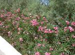 φωτογραφία Λουλούδια κήπου Πικροδάφνη (Nerium oleander), ροζ
