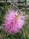 სურათი ბაღის ყვავილები Bottlebrush (Callistemon), ვარდისფერი