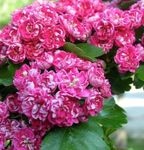 Foto Gartenblumen Midland Hagedorn (Crataegus), rosa