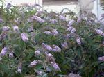 снимка Градински цветове Пеперуда Буш, Лятна Люляк (Buddleia), люляк