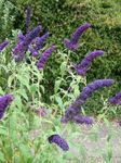 Фото Садові Квіти Буддлея (Buddleia), синій
