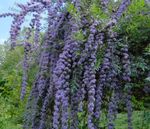 Foto Gartenblumen Schmetterlingsstrauch, Sommerflieder (Buddleia), hellblau