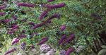 Fil Trädgårdsblommor Fjärilsbuske, Sommar Lila (Buddleia), violett