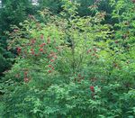 fotografie Záhradné kvety Obyčajný Starší, Červeno-Berried Staršie (Sambucus), červená