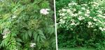 foto I fiori da giardino Anziano Comune, Sambuco A Bacca Rossa (Sambucus), bianco