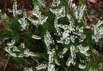 Foto Gartenblumen Heidekraut (Calluna), weiß