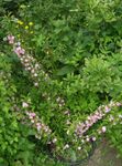 foto Flores do Jardim Grandulosa Cerasus (Cerasus grandulosa), rosa