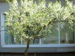 Foto Gartenblumen Sauerkirschen, Kirschkuchen (Cerasus vulgaris, Prunus cerasus), weiß