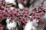სურათი ბაღის ყვავილები არაჟნის, ტორტი ალუბლის (Cerasus vulgaris, Prunus cerasus), ვარდისფერი
