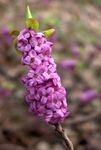 zdjęcie Ogrodowe Kwiaty Wrzos (Daphne), liliowy