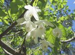 Photo les fleurs du jardin Silverbell, Arbre Perce-Neige,  (Halesia), blanc