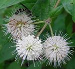 Photo bláthanna gairdín Buttonbush, Cloig Mil, Honeyball, Saileach Cnaipe (Cephalanthus), bán