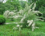 Foto Vrtne Cvjetovi Tamarisk, Athel Drvo, Sol Cedar (Tamarix), bijela