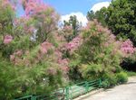 Photo Garden Flowers Tamarisk, Athel tree, Salt Cedar (Tamarix), pink