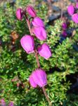照 园林花卉 爱尔兰健康，圣。 Dabeoc的健康 (Daboecia-cantabrica), 粉红色
