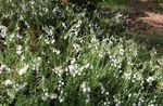 Foto Dārza Ziedi Īrijas Tīrelis, St. Dabeoc S Tīrelis (Daboecia-cantabrica), balts