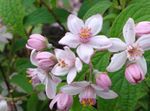照 园林花卉 溲疏 (Deutzia), 粉红色
