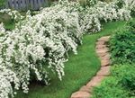 Foto Flores de jardín Deutzia , blanco