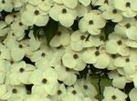 fotografie Záhradné kvety Kousa Svíb, Drieň Čínština, Japončina Drieň (Cornus-kousa), biely