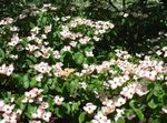 fotografie Záhradné kvety Kousa Svíb, Drieň Čínština, Japončina Drieň (Cornus-kousa), biely