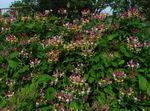 zdjęcie Ogrodowe Kwiaty Wspólne Wiciokrzew (Lonicera-periclymenum), jak wino