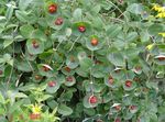 foto I fiori da giardino Giallo Caprifoglio Vite (Lonicera prolifera), rosso
