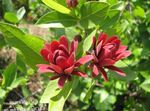 Foto Have Blomster Sød Busk, Carolina Allehånde, Jordbær Busk, Bubby Bush, Søde Betsy (Calycanthus), rød