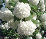 Фото Садові Квіти Калина (Viburnum), білий