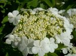 fotografie Zahradní květiny Evropský Brusinka Kalina, Evropský Lavinovému Bush, Kalina (Viburnum), bílá