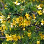 Foto Vrtne Cvjetovi Peashrub (Caragana), žuta
