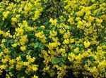 fotoğraf Bahçe Çiçekleri Mesane Senna (Colutea), sarı