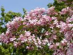 Фото Садовые Цветы Кольквиция (Kolkwitzia), розовый