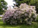 zdjęcie Ogrodowe Kwiaty Piękno Krzewów (Kolkwitzia), różowy