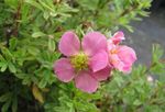 Foto Gartenblumen Fingerkraut, Shrubby Cinquefoil (Pentaphylloides, Potentilla fruticosa), rosa