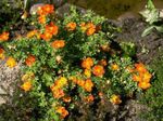 fotografie Zahradní květiny Mochna, Keřovitý Mochna (Pentaphylloides, Potentilla fruticosa), oranžový