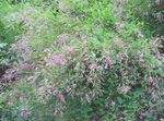 foto I fiori da giardino Arbusto Cespuglio Trifoglio (Lespedeza), rosa