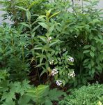 Photo les fleurs du jardin Forsythia Blanc, Abelia Coréen (Abelia coreana), blanc