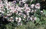 Photo bláthanna gairdín Forsythia Bán, Korean Abelia (Abelia coreana), bán