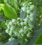 foto Flores do Jardim Maleberry (Lyonia), branco