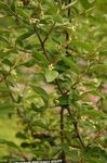 fénykép Kerti Virágok Ezüstfa, Cseresznye Ezüstfa, Goumi, Ezüst Buffaloberry (Elaeagnus), sárga
