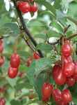 Photo bláthanna gairdín Oleaster, Silverberry Silíní, Goumi, Buffaloberry Airgead (Elaeagnus), buí