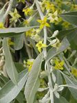 foto Flores do Jardim Oleaster, Silverberry Cereja, Goumi, Buffaloberry Prata (Elaeagnus), amarelo