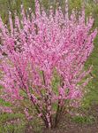 Nuotrauka Sodo Gėlės Dvigubas Žydėjimo Vyšnių, Migdolų Žydėjimas (Louiseania, Prunus triloba), rožinis