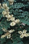Photo bláthanna gairdín Yellowwood Asiatic, Maackia Amur , bán