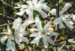 fotografie Zahradní květiny Magnólie (Magnolia), bílá