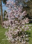 φωτογραφία Λουλούδια κήπου Μαγνολία (Magnolia), ροζ