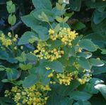სურათი ბაღის ყვავილები Oregon ყურძნის, Oregon ყურძნის სიწმინდე, სიწმინდე ფართოფოთლოვანი კოწახური (Mahonia), ყვითელი