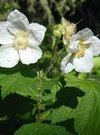 fotoğraf Mor Çiçekli Ahududu, Thimbleberry özellikleri