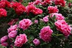 foto I fiori da giardino Peonia Albero (Paeonia-suffruticosa), rosa