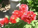Bilde Hage blomster Tre Peon (Paeonia-suffruticosa), rød